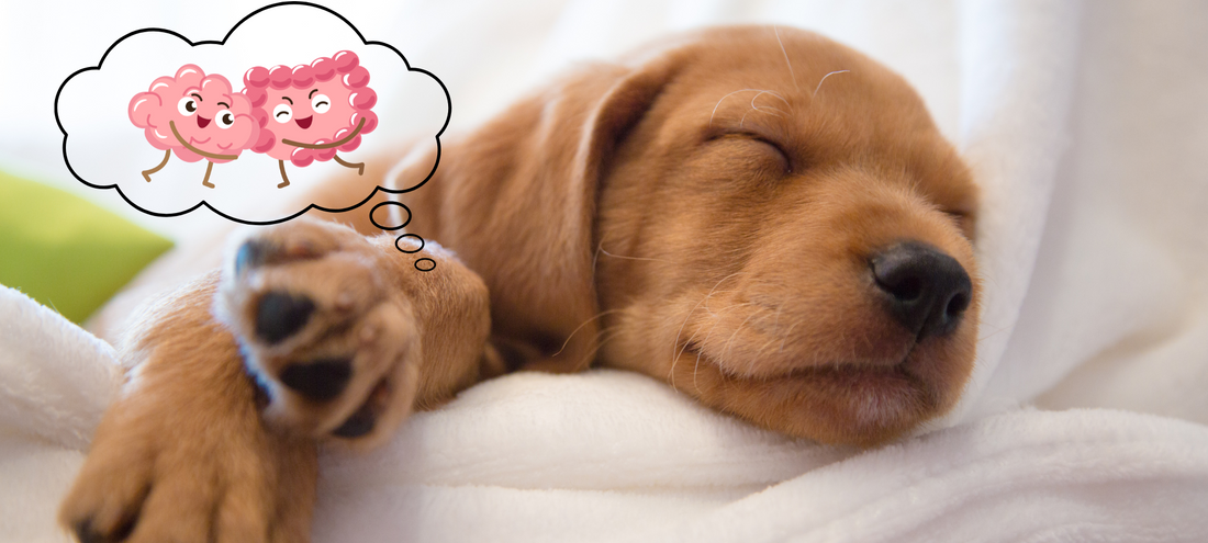 Das Mikrobiom wieder aufbauen mit verlorenen Arten – Mit Joghurt aus L. reuteri